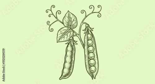 Illustration of pea pods with leaves and tendrils on a light green background from a direct viewpoint