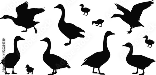 Domestic Goose and Duck Silhouette Set, Waterfowl Bird Vector Graphics Featuring Flying Geese, Standing Ducks, and Cute Little Ducklings for Nature Designs