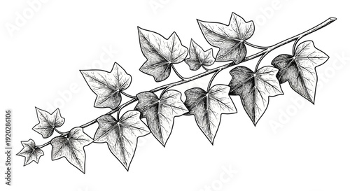 A detailed black and white illustration of a vine with leaves on a stem from a close-up viewpoint