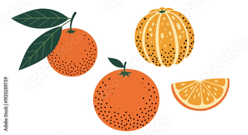 Fresh oranges and citrus fruits arranged in a simple illustration on a clean background