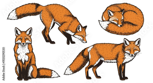 Illustrations of red foxes in various poses and actions showcasing their agility and expression from different viewpoints