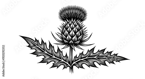 Illustration of a thistle plant with detailed leaves and flower from a front viewpoint