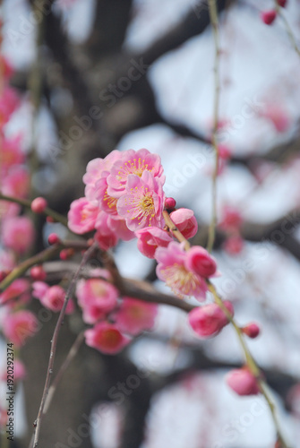 梅の花