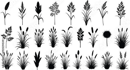 Set of isolated black wild grass silhouettes reeds cattails and marsh plants for nature landscape design cad drawing flat vector illustration,