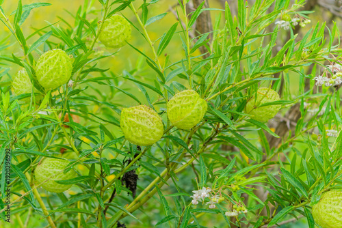 Balloon plant, Gomphocarpus physocarpus, balloon milkweed, balloon plant seed pods on shrub in natural habitat, iSimangaliso Wetland Park KwaZulu Natal South Africa