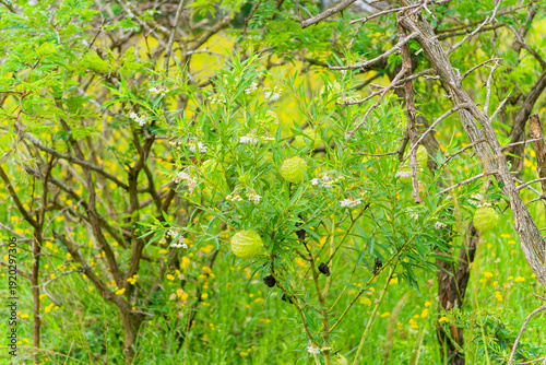 Balloon plant, Gomphocarpus physocarpus, balloon milkweed, balloon plant seed pods on shrub in natural habitat, iSimangaliso Wetland Park KwaZulu Natal South Africa