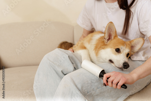 Foto Woman removing dog hair from clothes while corgi resting on lap