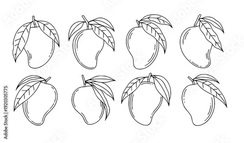 Minimal mango fruit botanical line art collection with leaf variations vector illustration