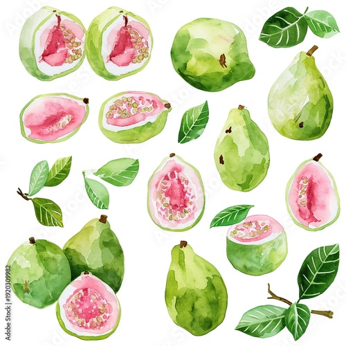 A watercolor composition of fresh guavas, figs and green leaves on white background. Organic