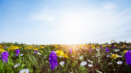Papier peint photo Établissements de soins Prairie ensoleillée fleurs colorées printemps  © Photocreo Bednarek