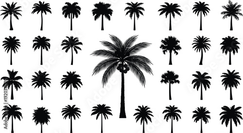 Palm tree silhouette illustration set, tropical varieties with coconuts, diverse frond shapes, botanical and landscape design theme - flat vector illustration