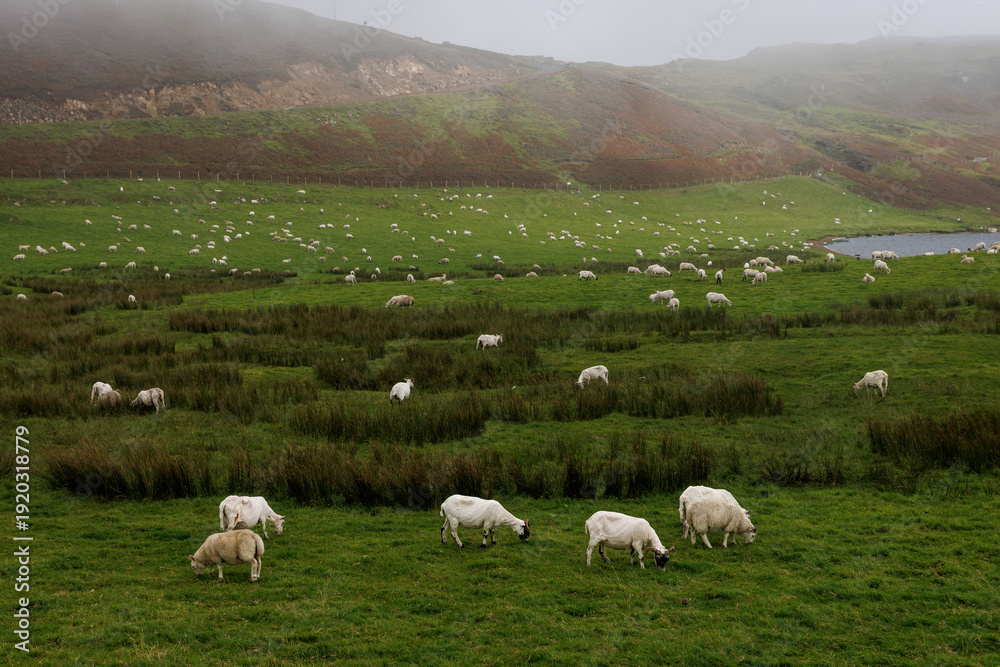 Obraz premium Flock of sheep grazing on a green hillside in Scotland