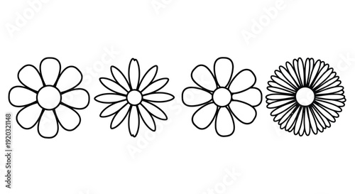 Set of Four Hand-Drawn Daisy Flower Illustrations.