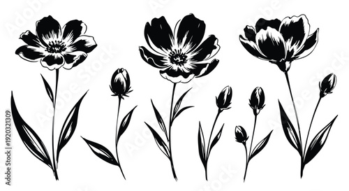 Black and White Sketch of Blooming Flowers and Buds.