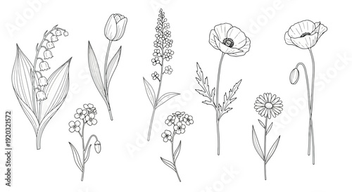 Collection of Hand-Drawn Botanical Illustrations of Various Flowers.