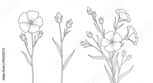 Delicate Flax Flowers Botanical Illustration Line Art.