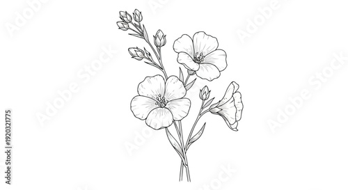 Elegant Line Drawing of Delicate Flax Flowers in Bloom.