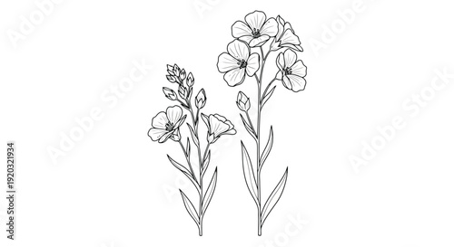 Elegant Line Drawing of Two Blooming Flower Stems.