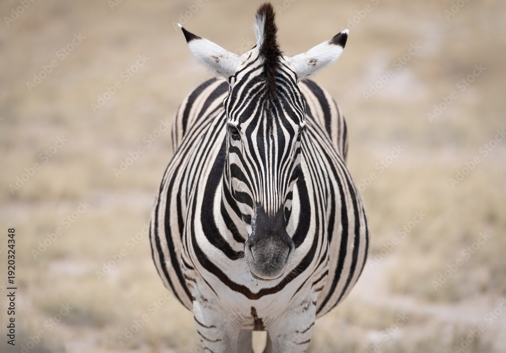 Naklejka premium A Plains Zebra in Etosha National Park, Namibia, Africa