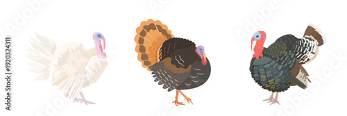 Cute cartoon farm Birds collection. Vector hand drawn illustrations of Turkey bird isolated on white background. Set of poultry clip art. Thanksgiving Day.