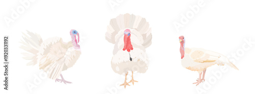 Cute cartoon farm Birds collection. Vector hand drawn illustrations of White Turkey bird isolated on white background. Set of poultry clip art. Thanksgiving Day.