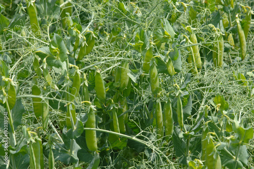 Foto Ackererbse,  Futtererbse,  Pisum sativum,  Schotenansatz,  grüne Schoten