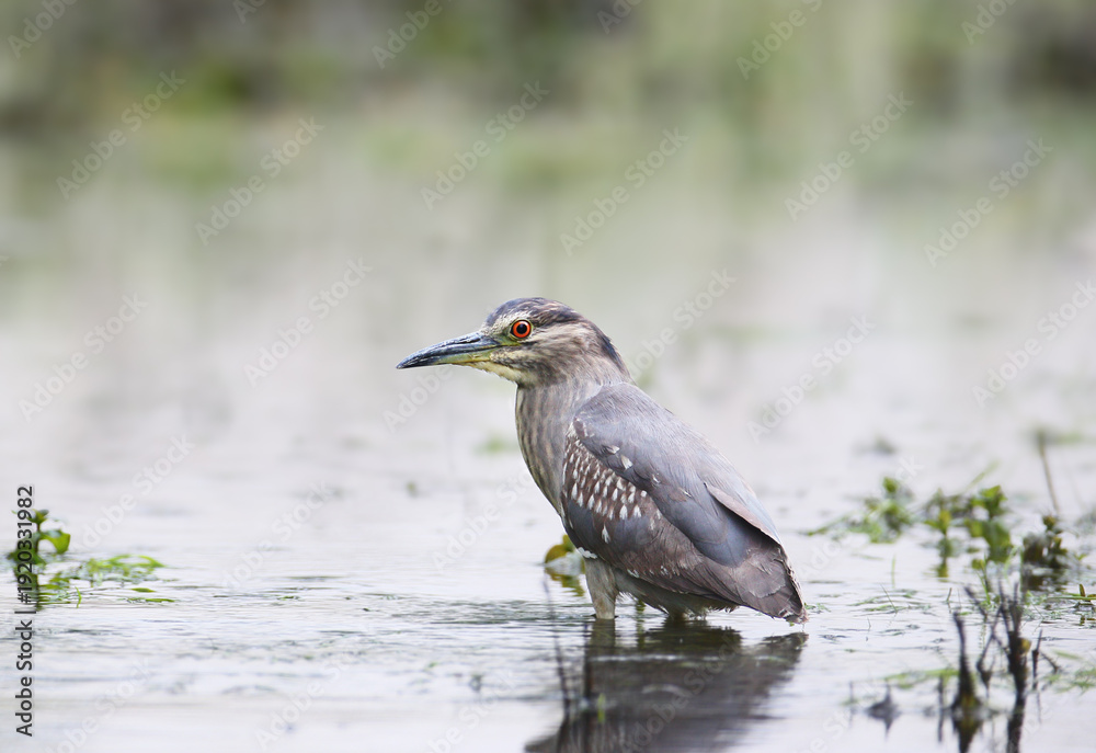 Obraz premium A young black-crowned night heron (Nycticorax nycticorax) is photographed close-up standing in gray water and looking at the photographer.