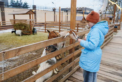 Child feeding goats at a petting zoo during daytime in winter