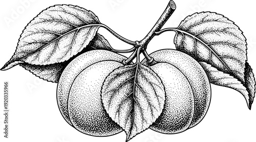 Intricate engraved illustration of two delightful apricots with detailed shading and natural leaves
