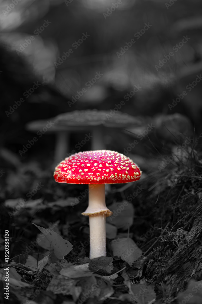 Fototapeta premium Single red fly agaric mushroom (Amanita muscaria) in the undergrowth of a forest in Sauerland in autumn. The bright red cap with light, flaky spots is isolated against dark black and white background.