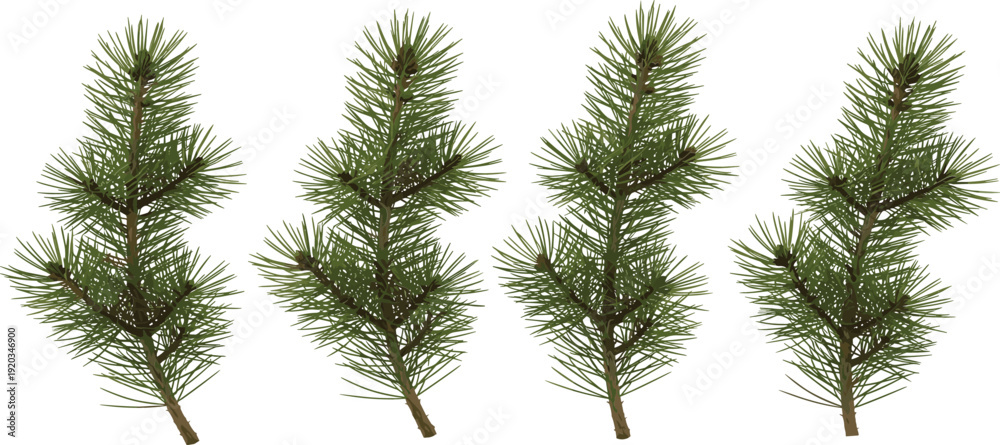 Obraz premium Realistic Pine Tree Branch Set Vector Illustration Featuring Evergreen Conifer Sprigs Isolated on White Background for Nature and Winter Design