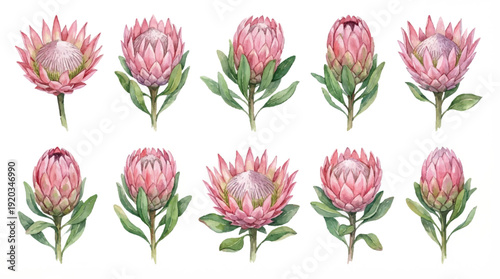 Pink protea flowers with green leaves on white background