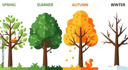 Four Seasons Tree Cycle: Spring, Summer, Autumn, Winter