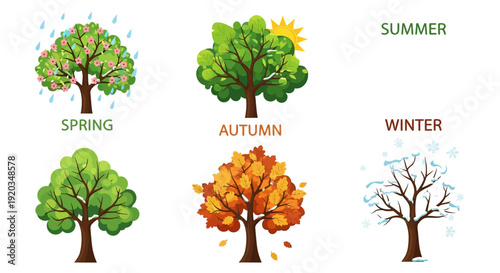Four Seasons Tree Cycle: Spring, Summer, Autumn, Winter