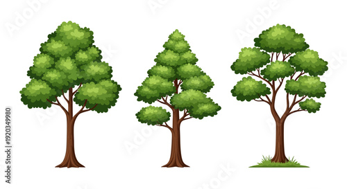 Three diverse green trees with lush foliage, isolated on a white background.