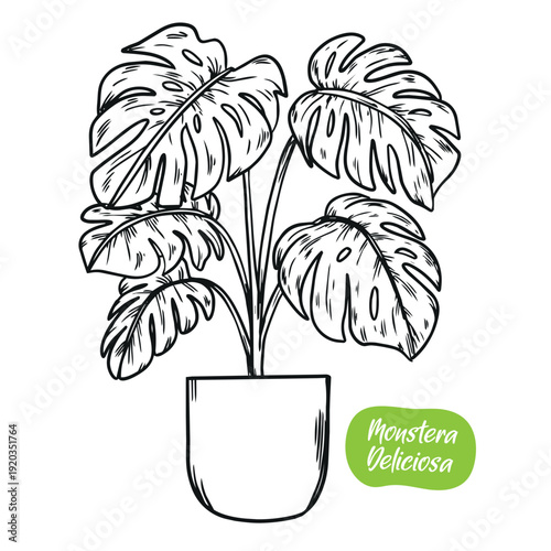 Hand drawn Monstera Deliciosa pot vector illustration