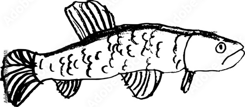 Hand drawn child's illustration of Brazilian Trahira wolf fish isolated on white. Vector sketch of Hoplias malabaricus freshwater fish in primitive ink style.