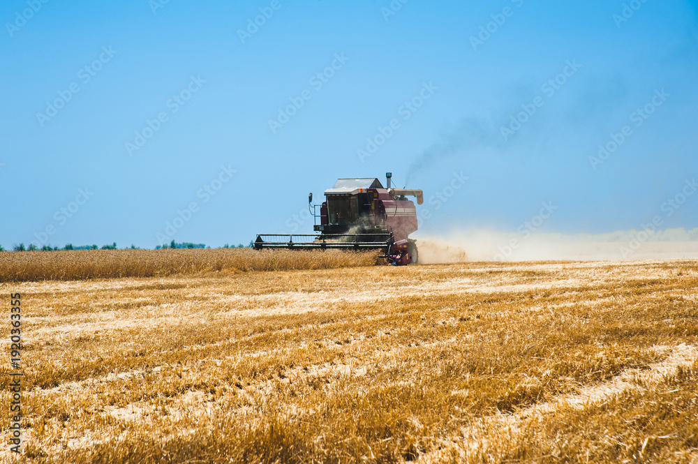 Fototapeta premium Combine harvesters in a field of wheat