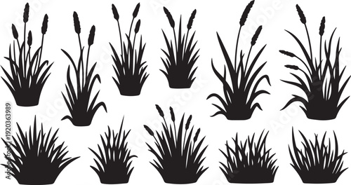 Set of cattail silhouettes on white background illustration design