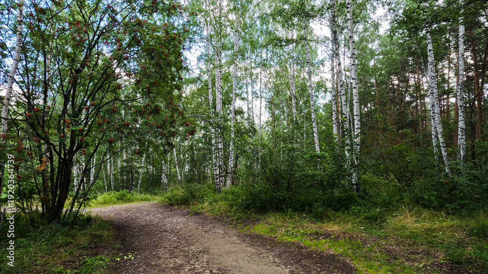 Fototapeta premium A forest landscape on a sunny summer day. An earthen path leading deep into the forest.