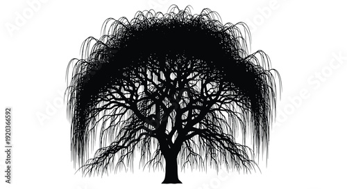 A detailed black and white illustration of a weeping willow tree