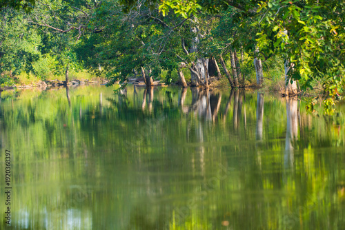 Forest of Panna National Park, India.