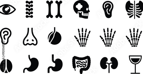 Set of human internal organs and anatomy icons including heart, lungs, brain, stomach, and skeleton bones, cad drawing flat vector illustration, isolated,