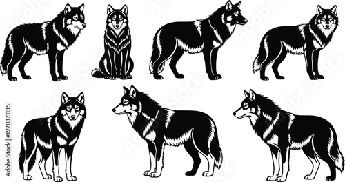 Black and white husky dog in various poses wolf animal