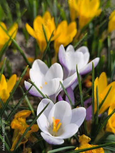 White, yellow crocus flowers bloomed in the garden in the springtime