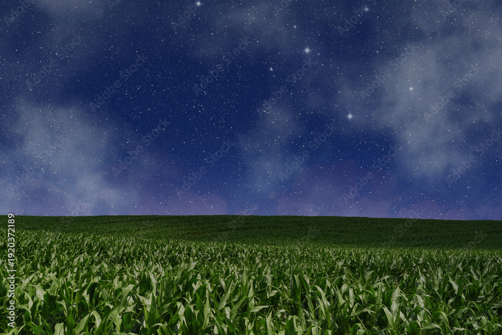 Fototapeta premium Stars shine above a field of corn under the night sky in a rural area