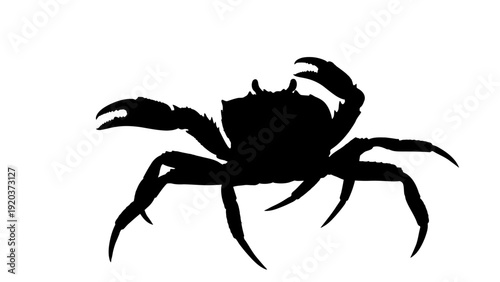 crab isolated on white background