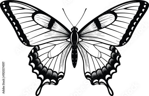 cad drawing flat vector illustration, butterfly sketch, insect anatomy, symmetrical wings, entomology art, black and white, detailed pattern, biological diagram, nature illustration
