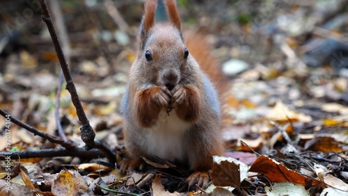 Wild fluffy squirrel gnawing nuts at forest. Cute brown rodent eating found walnuts at autumn park. Portrait to small sciurus chewing food outdoor. Concept of wildlife