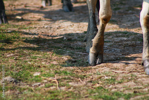 Close-up of Domestic Cow Hooves Walking on Rural Ground
